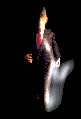 mago 4.gif